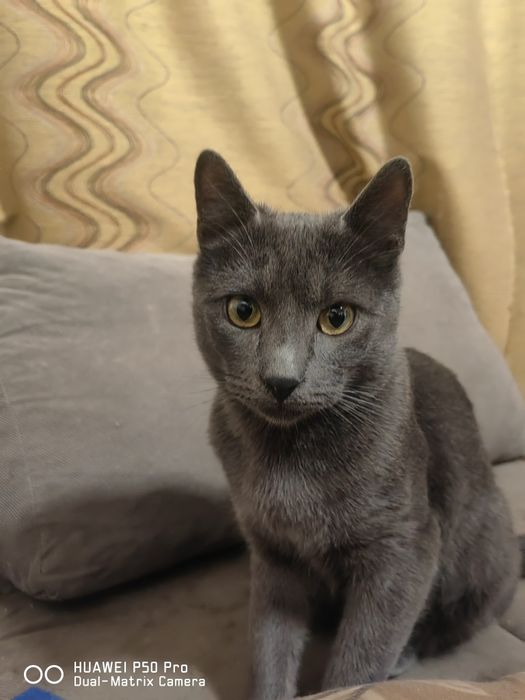 Руска Синя Котка с паспорт и ваксина