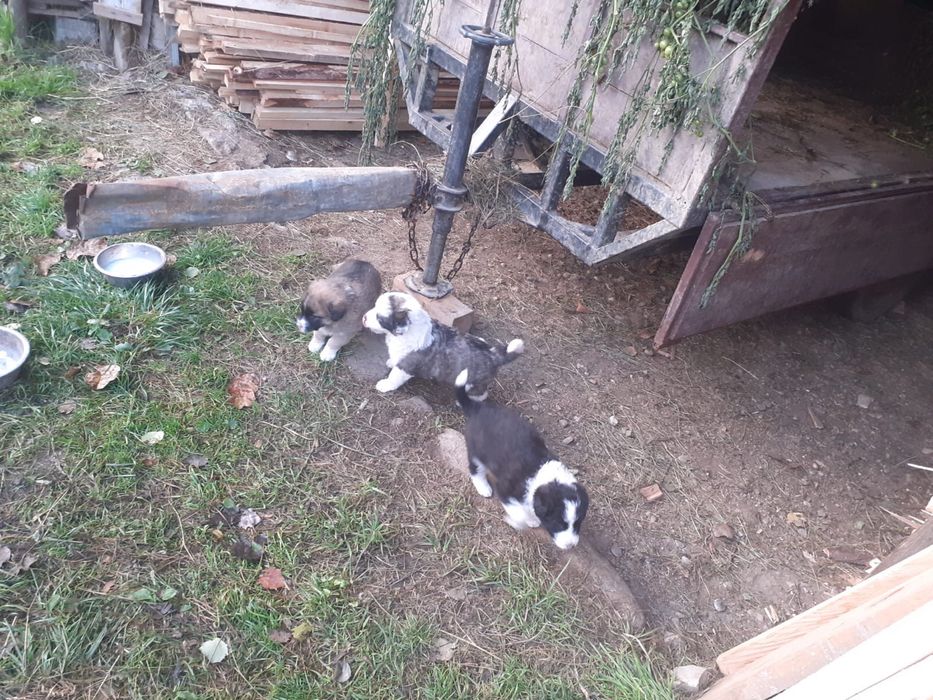 Catei pentru adoptie