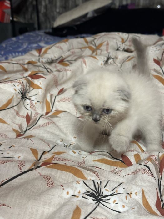 Scottish colorpoint motanel