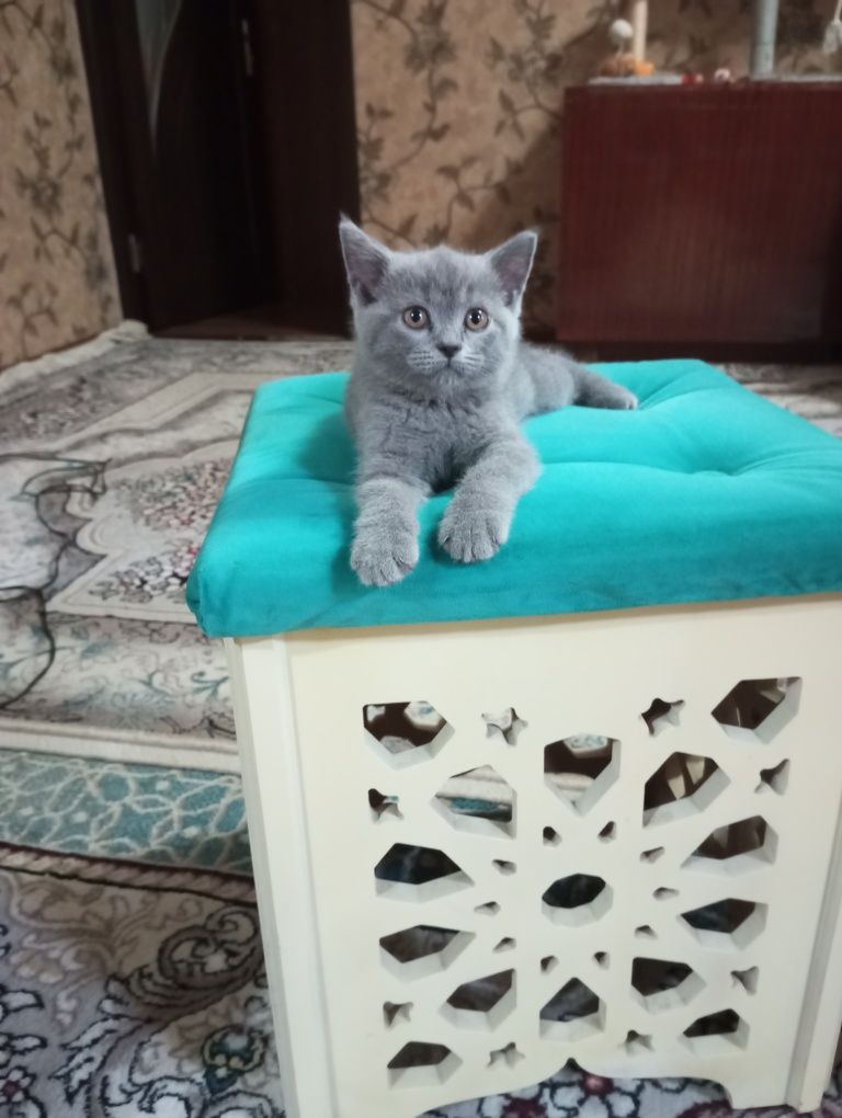 Скотиш фолд девочка