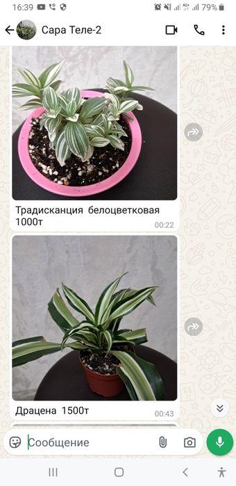 Продам комнатные цветы разных видов.