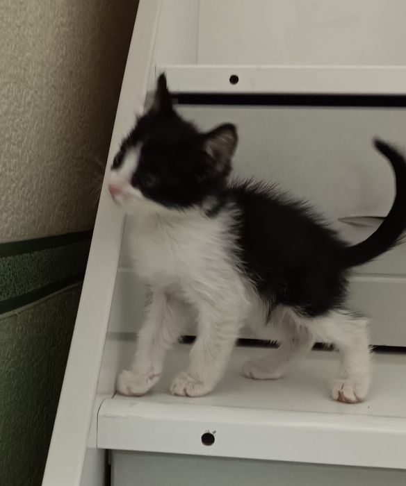Котята в добрые руки.