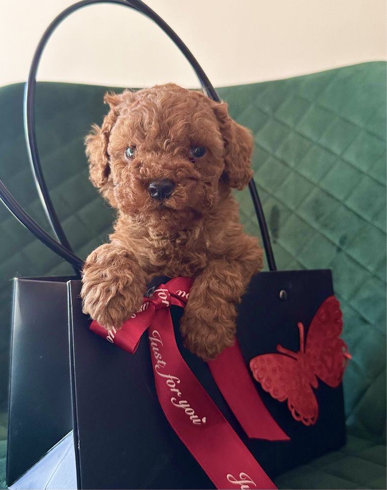Пудел Toy Red/ Teacup, Пудел той