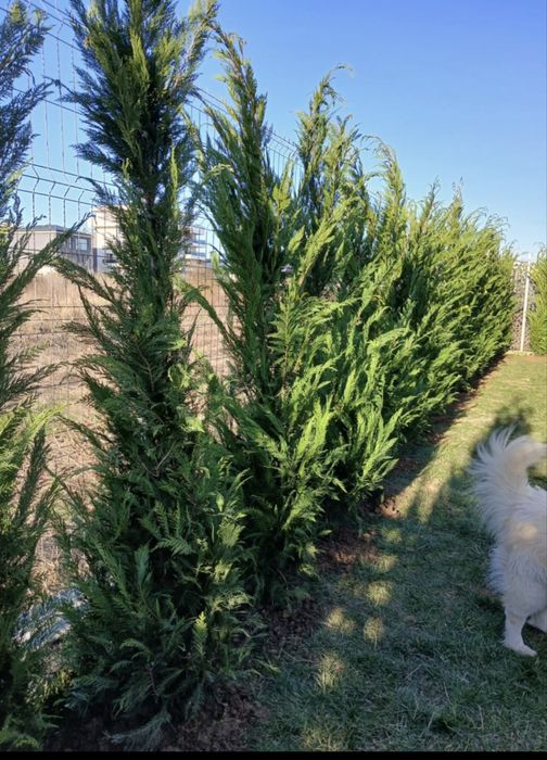 Tuia Leylandii Gard viu vesnic verde Calitate superioara