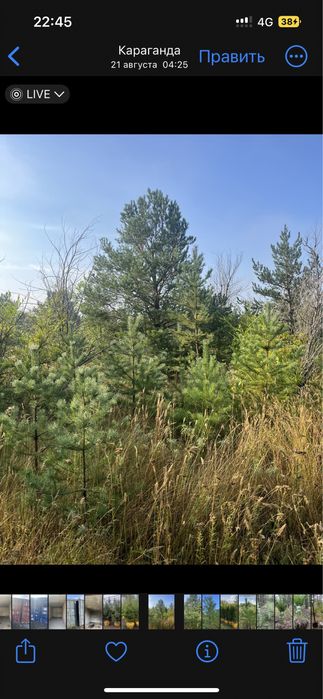 Сосна ель берёза тополь