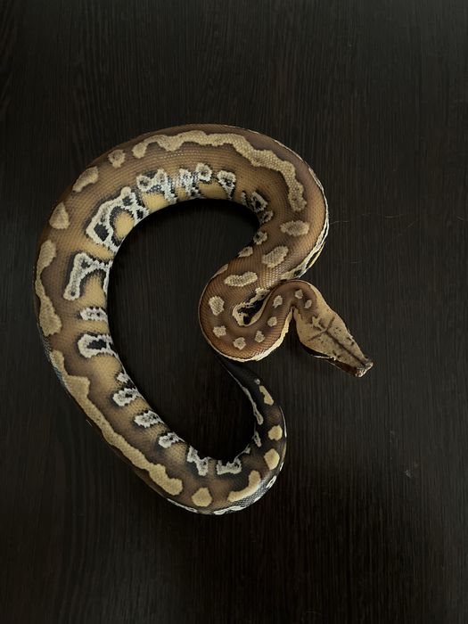 Питон Python brongersmai