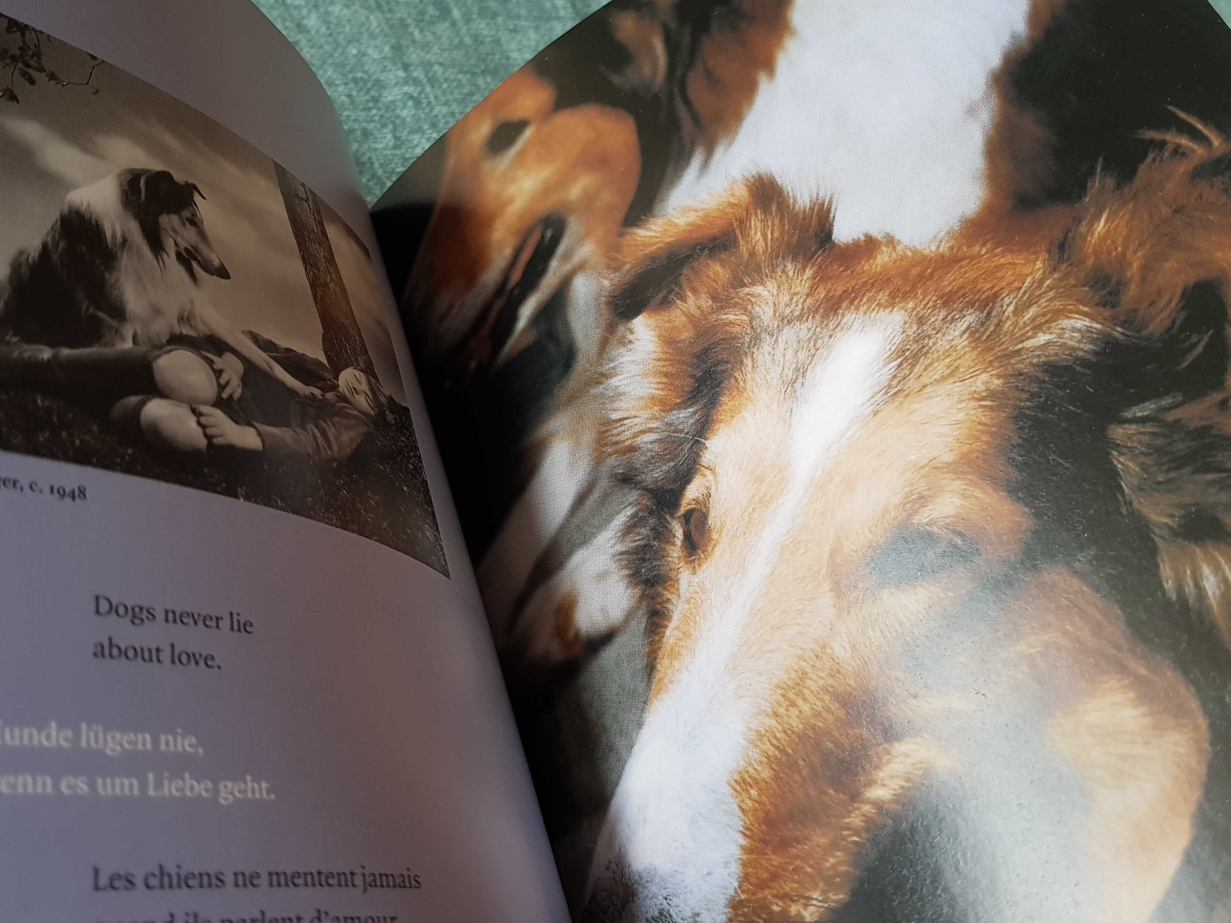Album foto Tausend Hunde. 1000 Dogs - Taschen