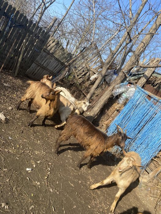 Vand capre de rasa si 2 tapi castrati de anul asta