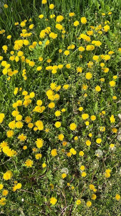 Продам или сдам дом и сделаю прописку временную и постояную