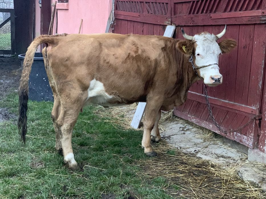 Vand doua vaci cu vitele !