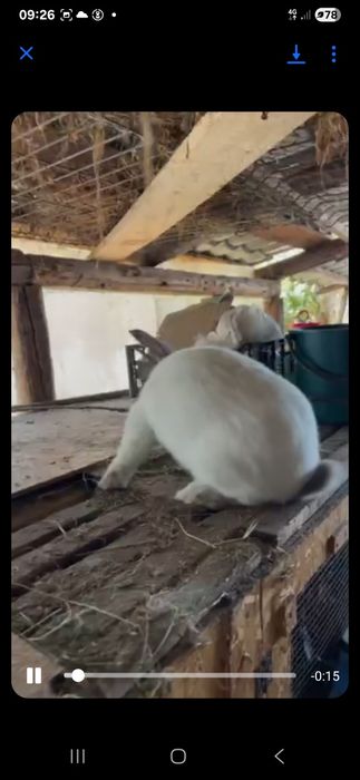 Vand 2 masculi urias de transilvania