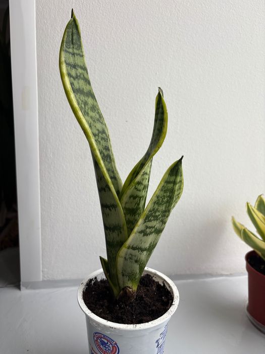 Продам кактус и сансеверию.