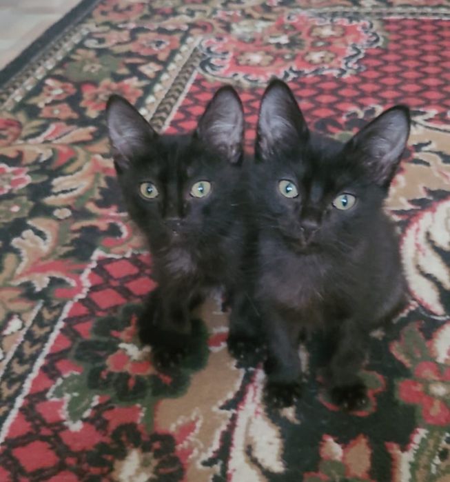 Катенки  3 месечный