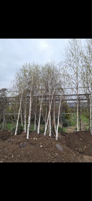 Vand si plantez mesteacan