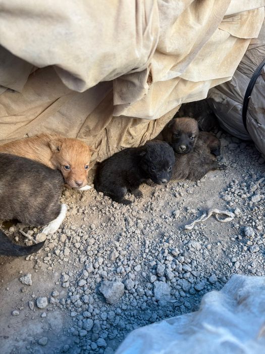 Donez Cățeluși Metis