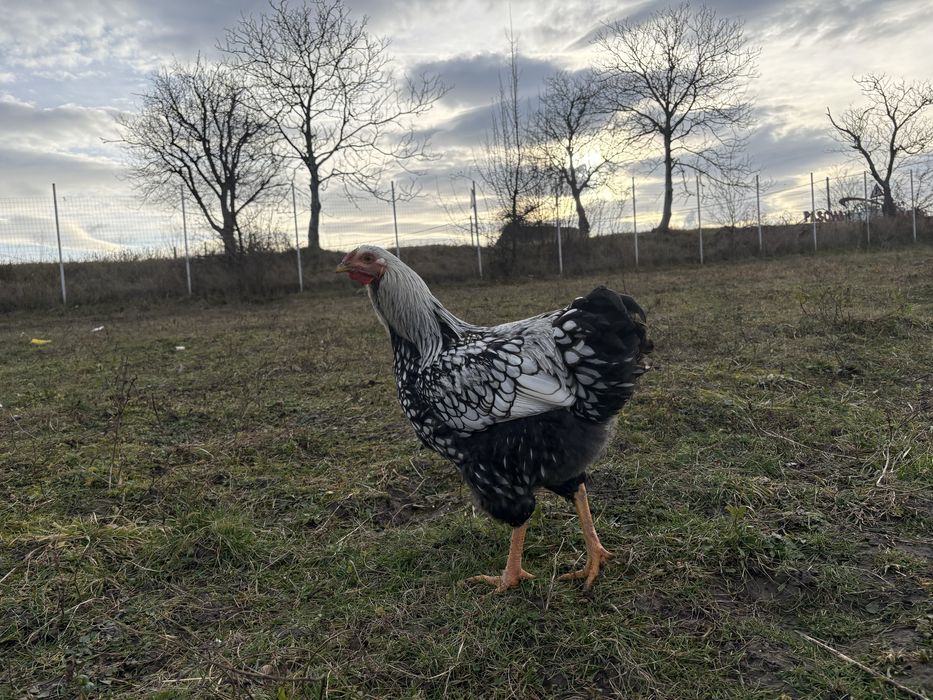 Vand cocosi rasa wyandotte argintiu de 6 luni