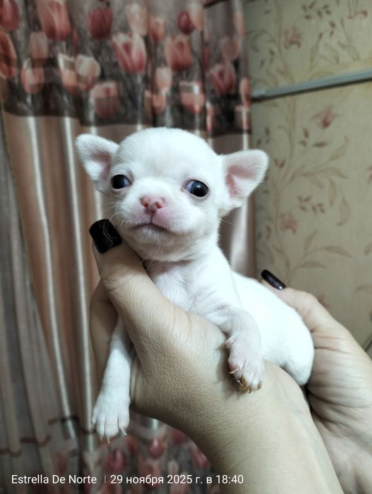 Щенки   чихуахуа