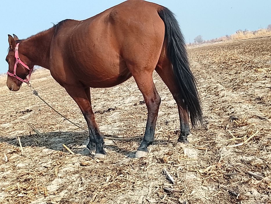 Ot jondorda kelishsa boʻladi