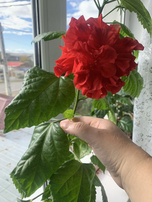 Trandafiri japonezi de un an cu flori rosii batute