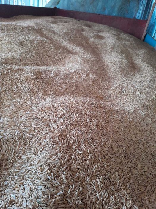 Vand ovăz  orzoica calitate foarte bună