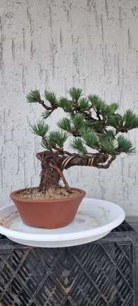 Бонсай из сосны pinus parviflora (8 летняя формировка)