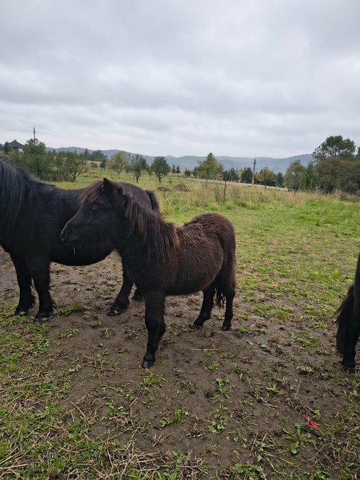 Manz ponei, armăsar