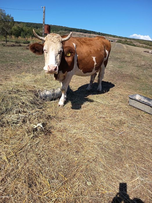 Vand vaca bălțată românească