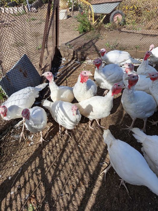 индюки 3 месячные