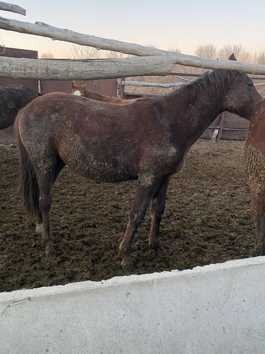 Семіз тай сатылады