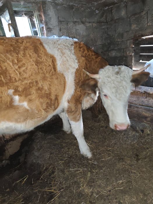 Vând juninca.         ,