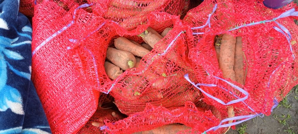 Morcov natural crescut în grădină