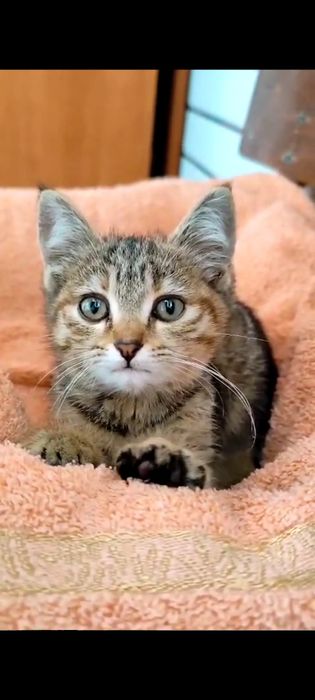 Котёнок девочка ищет дом!