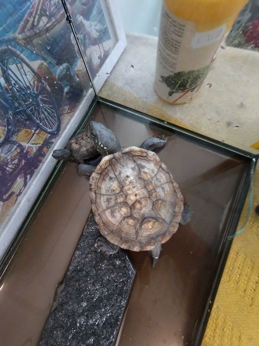 Костенурки подарък и аквариум