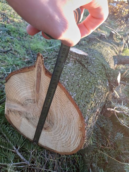 Борови трупи 3 броя - София