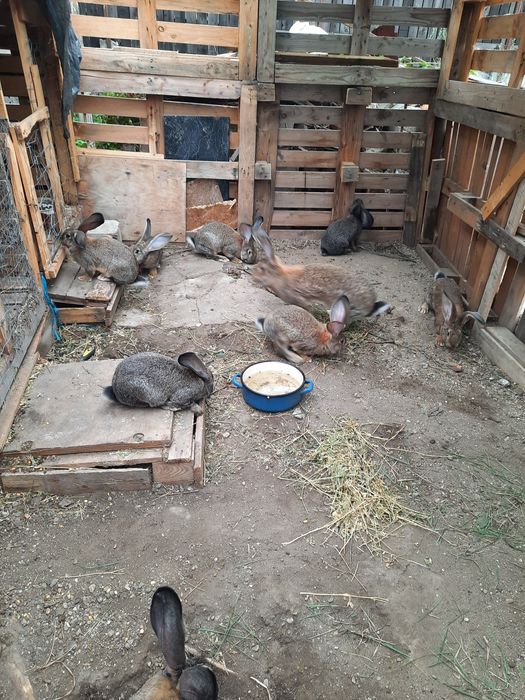 Vând iepuri uriaș german