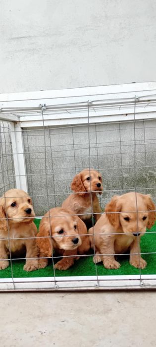 Продавам Кокер шпаньол.