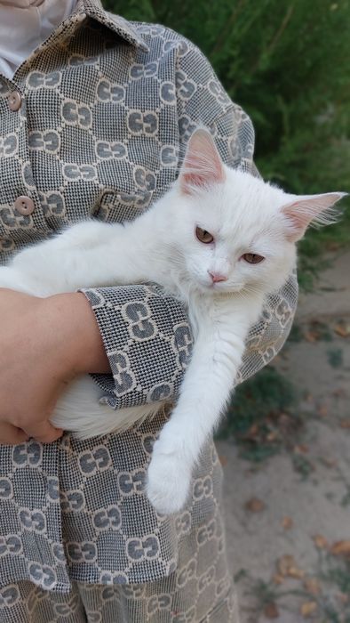 Turk angora oynqaroq aqili 6 oy qiz bolla