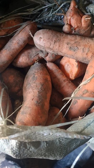 Продам морковь для скота