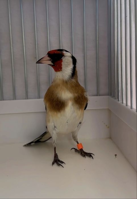 Kanareyka Кокил Сава Норчи Козони куши