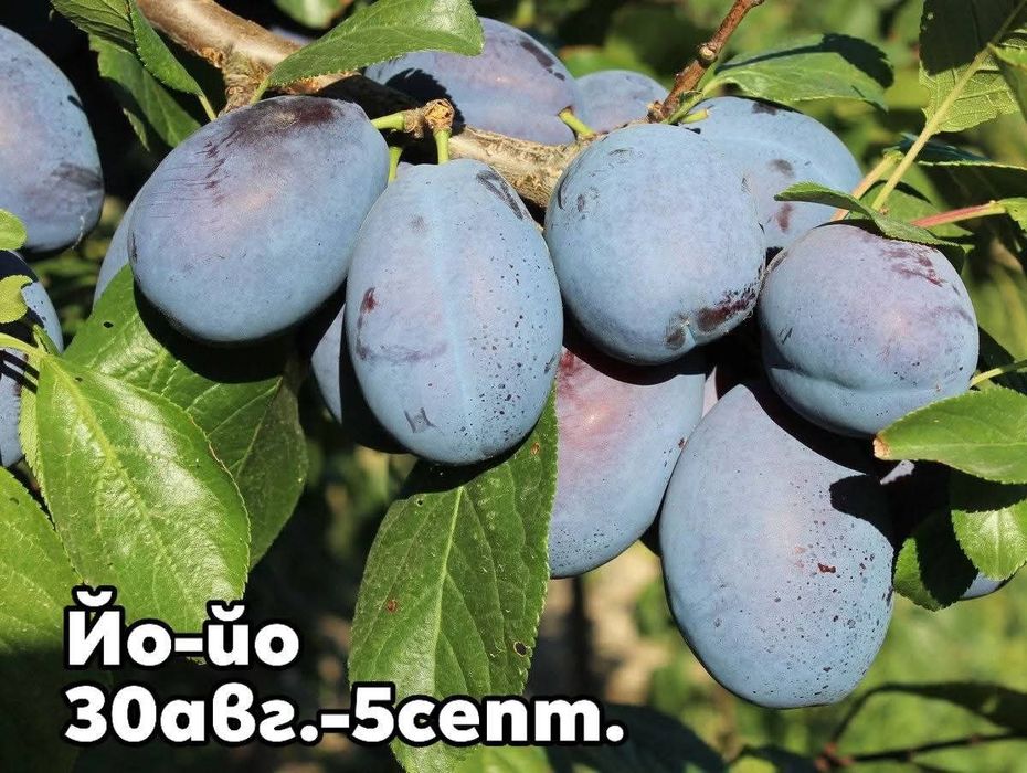 Овощни дръвчета сливи