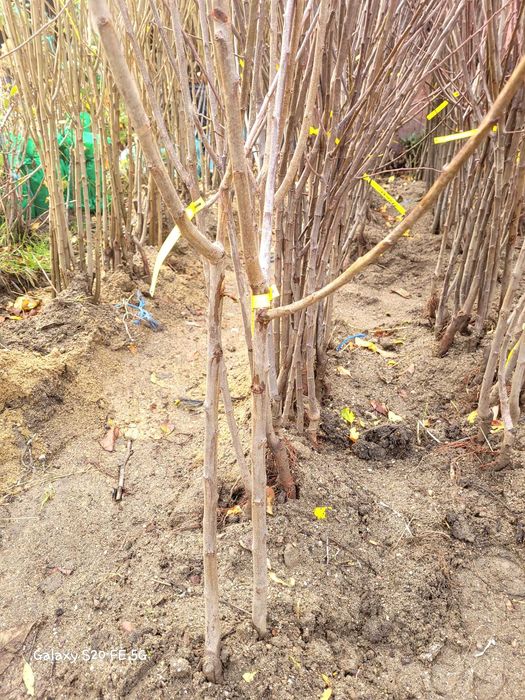 Pruni altoi cu fructe mari, Top Taste Top Hit Centenar Renglot