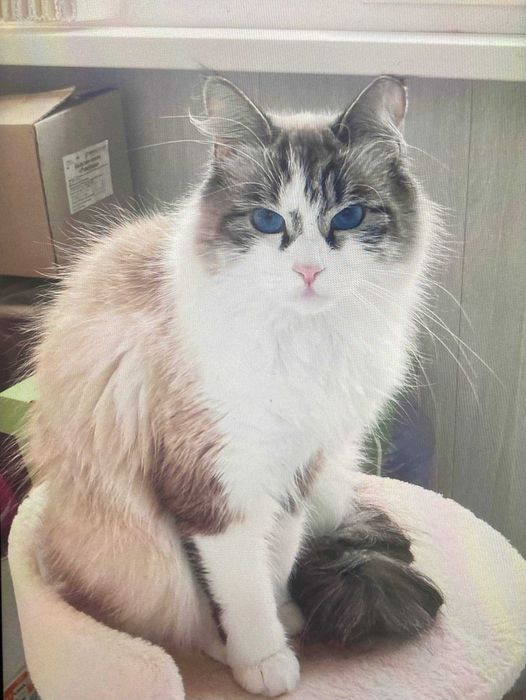 Отдаем породистую кошку в хорошие руки