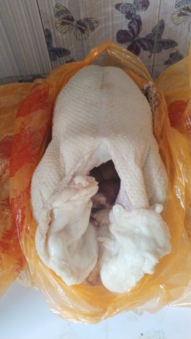 В продаже домашние гуси