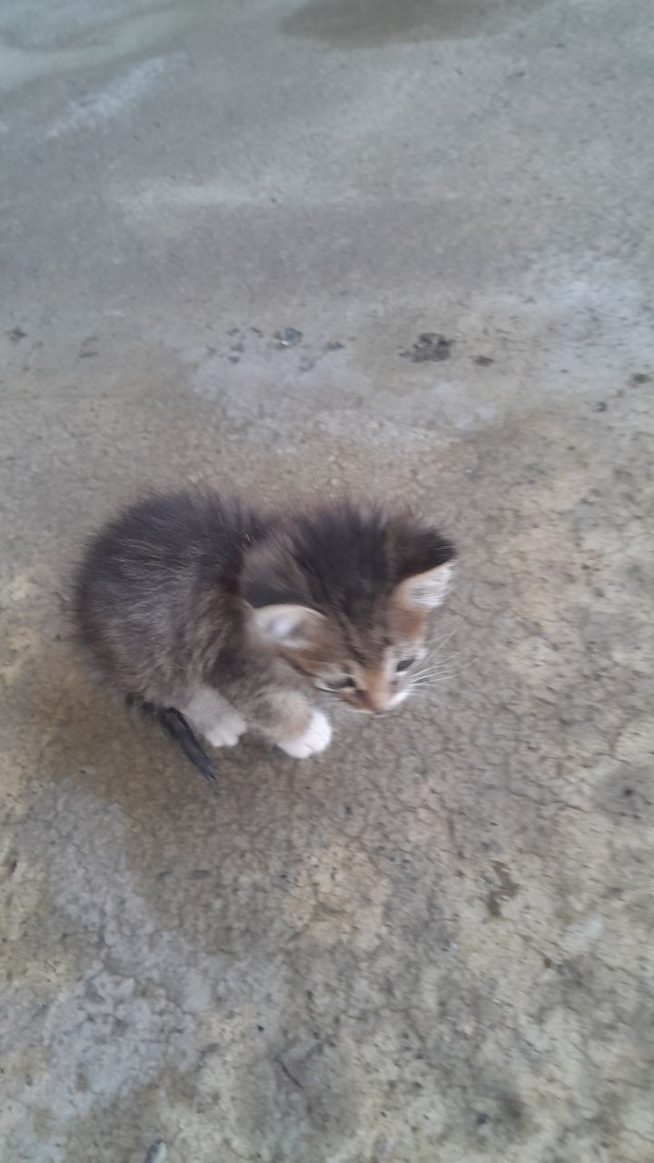 Котята  красивые местные