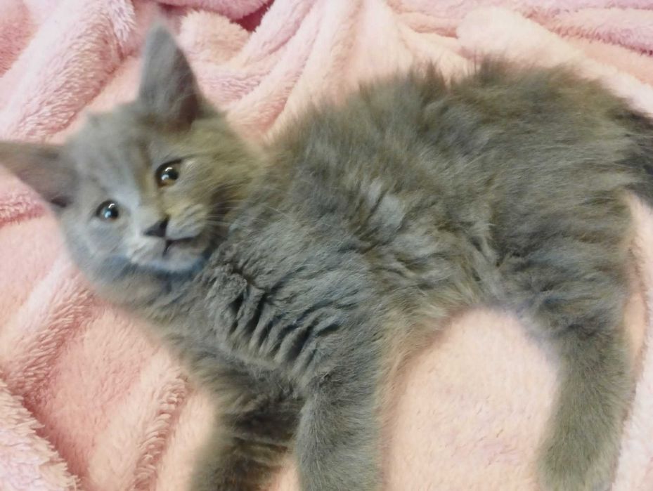 Printesa ANAIS Blue cauta casuta