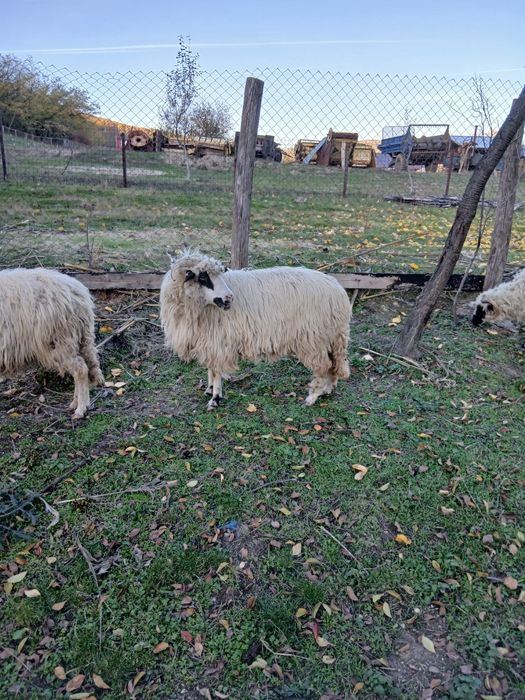 Vând 2 oi  brezi si 3 berbecuti