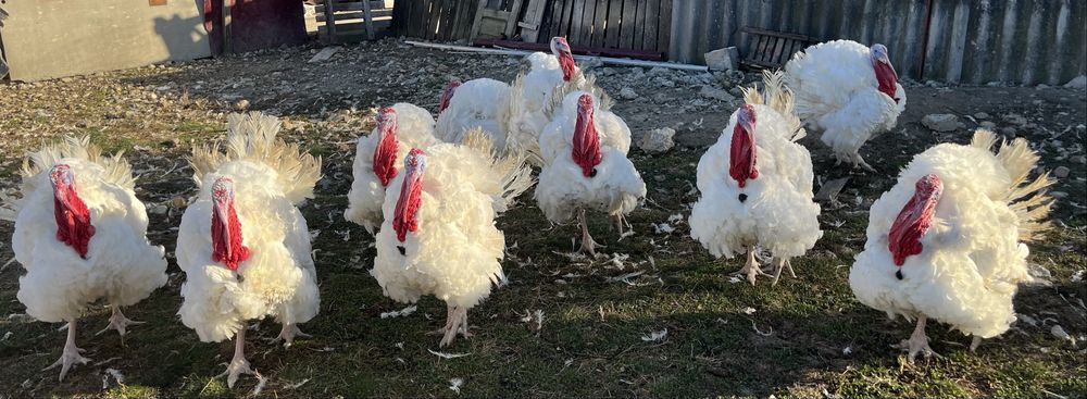 Curcani de carne crescuti natural