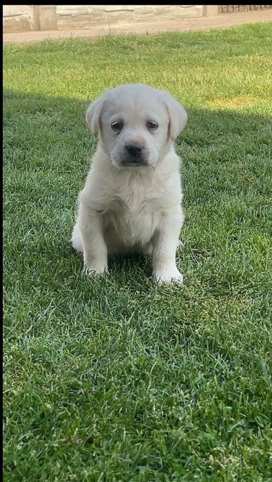 Donez labrador retriever