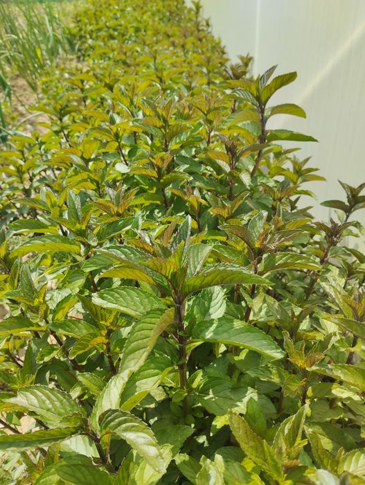 Mentă proaspătă aromată
