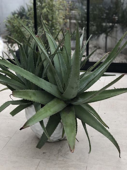 Vand Aloe Vera diametru 1 m